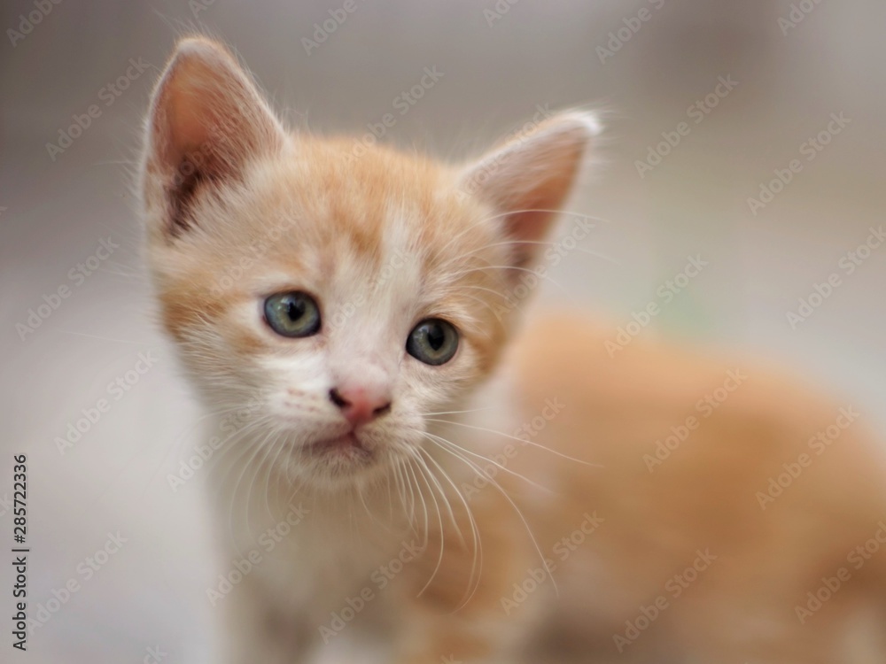 Young ginger white kitten close up portrait
