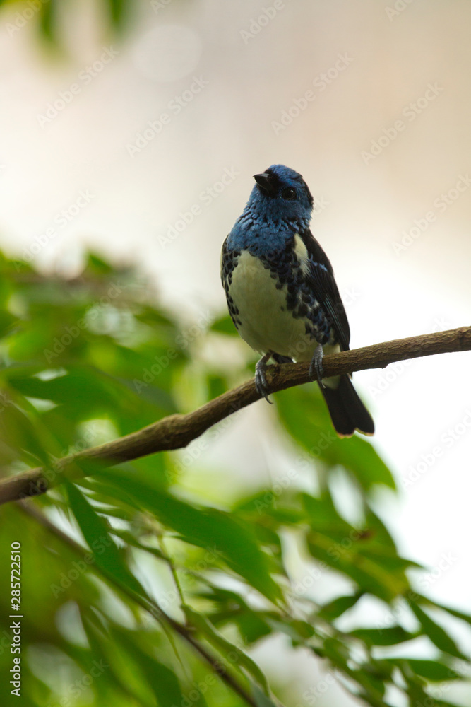 Fototapeta premium Turquoise tanager (Tangara mexicana).
