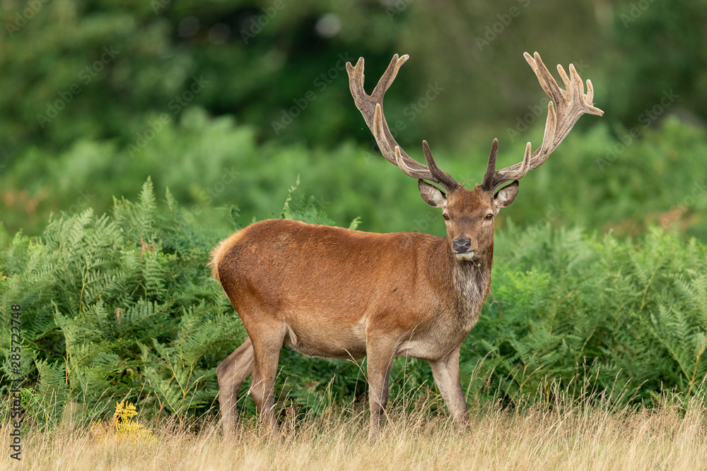 Red deer in richmond park