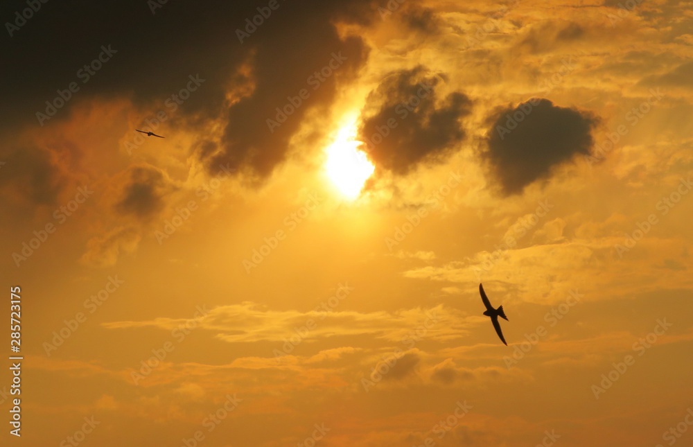 Beautiful golden sunset background and bird in flight