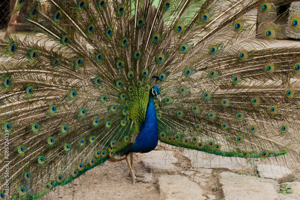 Obraz premium Indian peafowl or blue peafowl (Pavo cristatus), a large and brightly coloured bird. Peacock. Beautiful bird. Peahen.