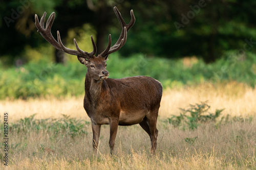 Red deer in richmond park