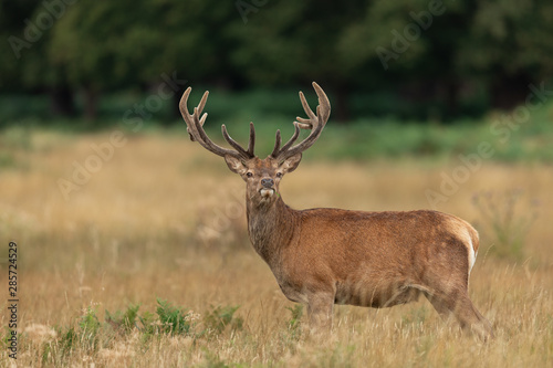 Fototapeta Naklejka Na Ścianę i Meble -  Red deer in richmond park