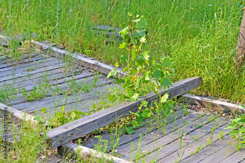 abandoned vintage wooden fence under green grass, chernobyl zone