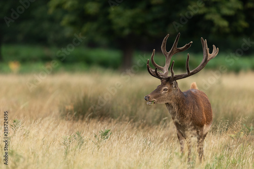 Red deer in richmond park