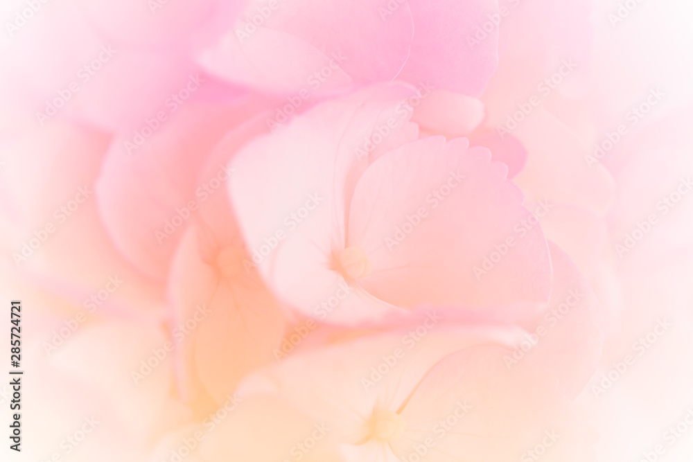 Hydrangea with soft pastel color in blur style for background Hydrangea with soft pastel color in blur style for background