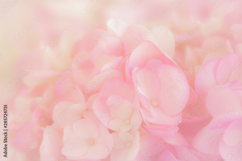 Hydrangea with soft pastel color in  blur style for background