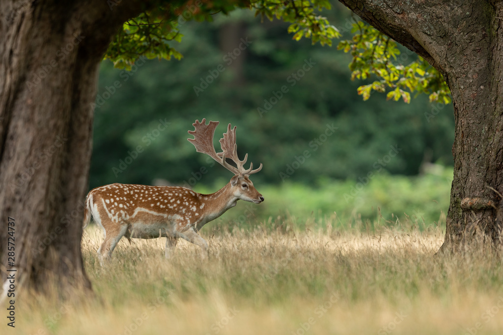 Fallow deer in richmond park