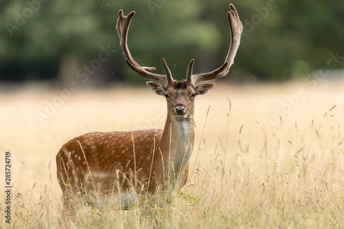 Fallow deer in richmond park © AB Photography