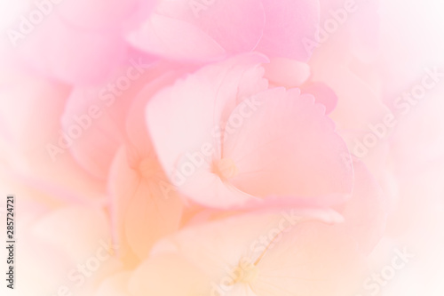 Hydrangea with soft pastel color in blur style for background