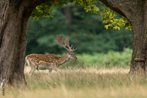 Obraz na płótnie Fallow deer in richmond park w salonie