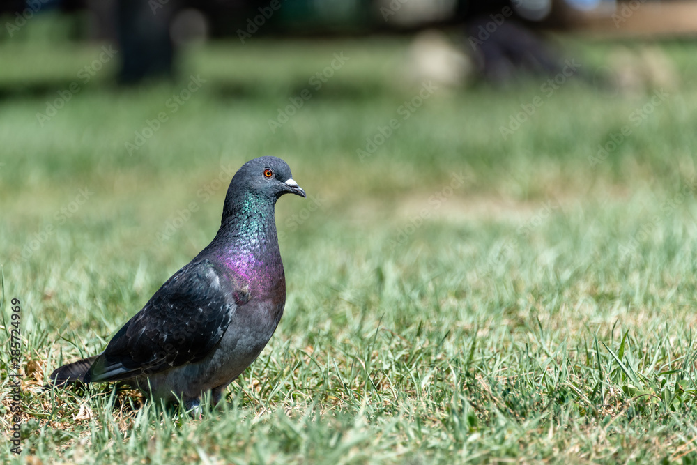 Pigeon in the park