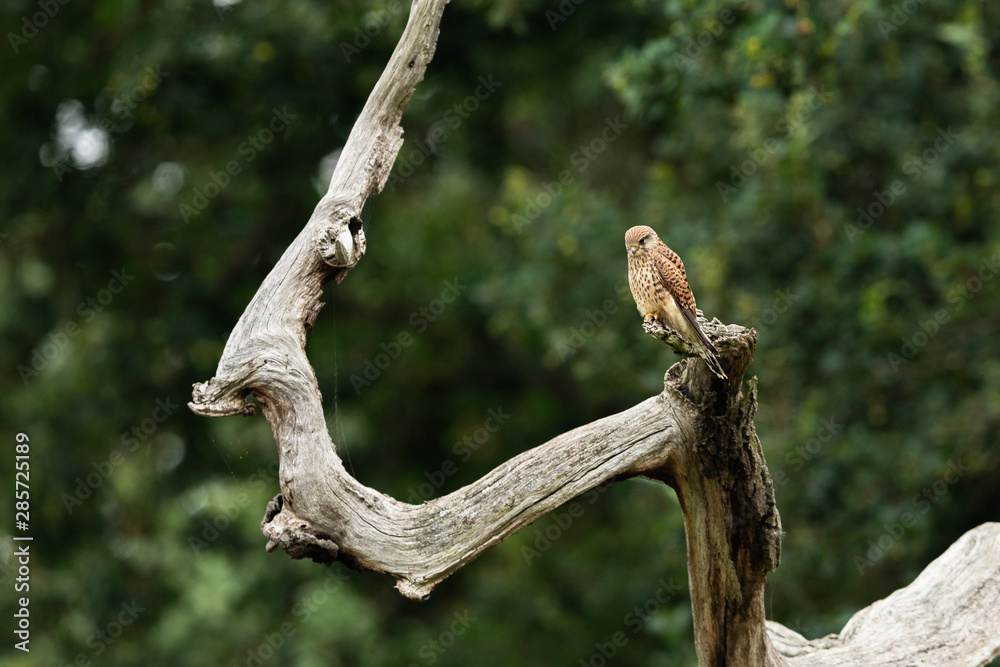Common Kestrel in the tree