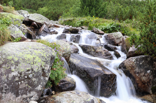 The water of a mountain river with rocks in the High Tatras  Slovakia. Mountain river  rocks  wild flowers and dwarf-pine scenery.
