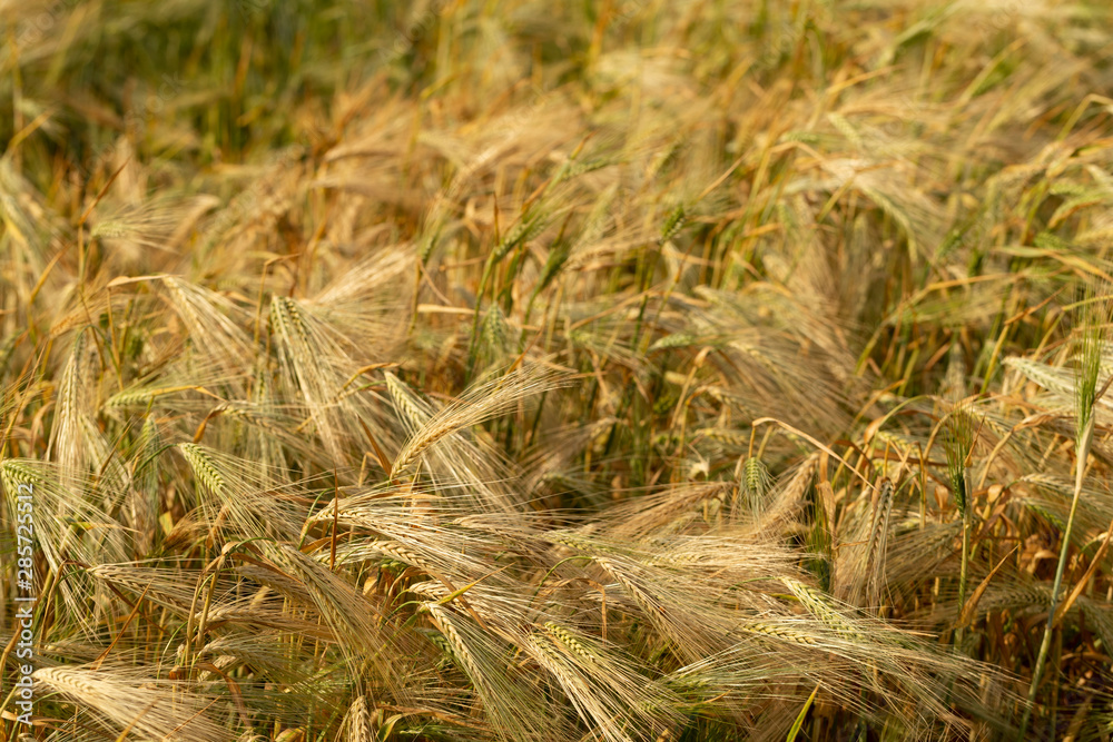Grain field. Space for wheat. Land for agricultural purposes. Food base of the human race. Green cereals during flowering. Grain field. Space for wheat. Land for agricultural purposes. Food base of the human race. Green cereals during flowering.