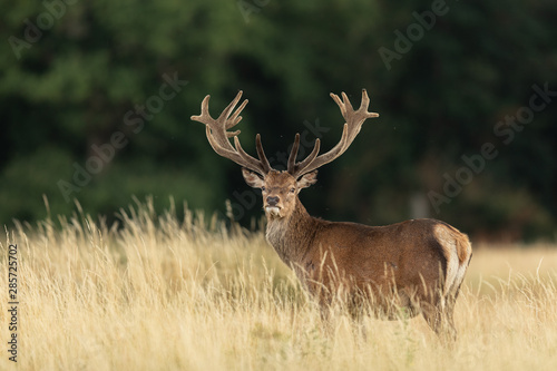 Red deer in richmond park