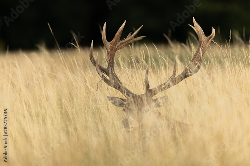 Fotografia Red deer in richmond park