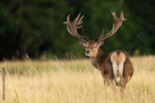 Red deer in richmond park