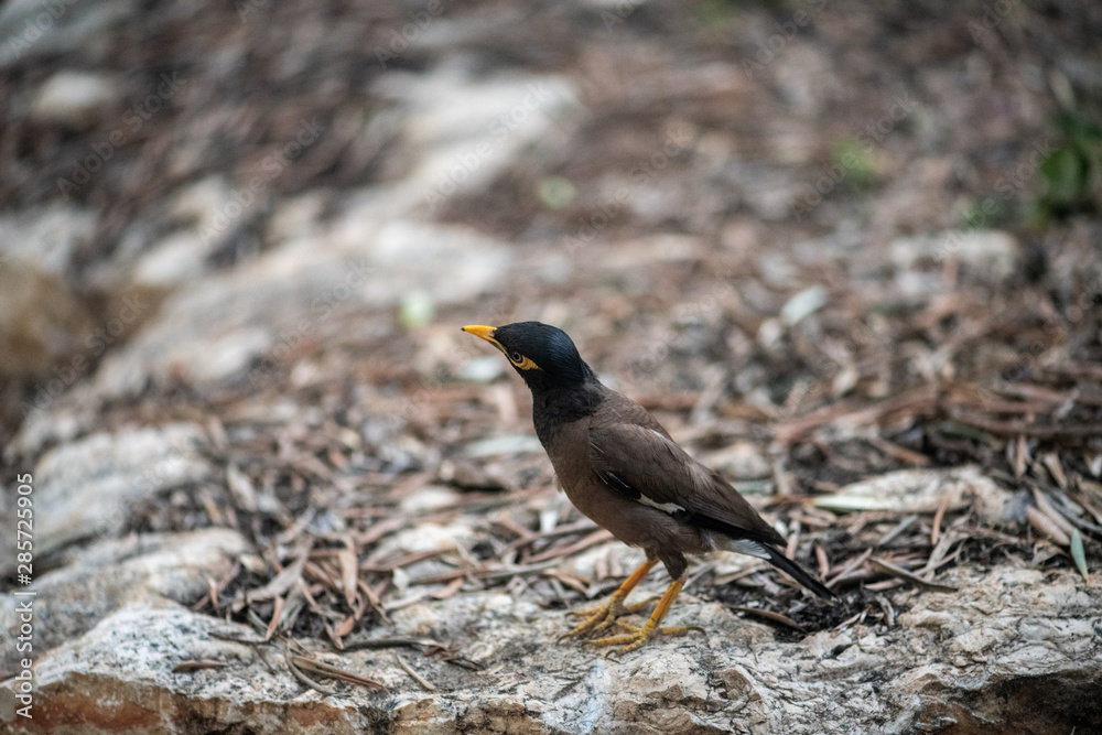 Myna in nature Myna in nature