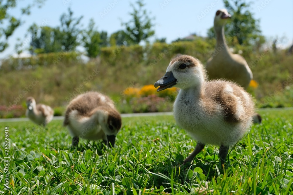Nilgänse mit Küken auf Bundesgartenschau Heilbronn 2019 am Neckar Nilgänse mit Küken auf Bundesgartenschau Heilbronn 2019 am Neckar