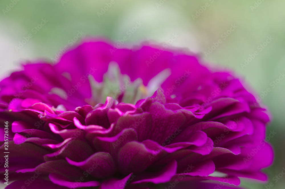 Blume Blume