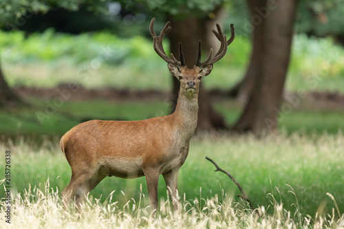 Fototapeta Naklejka Na Ścianę i Meble -  Red deer in richmond park