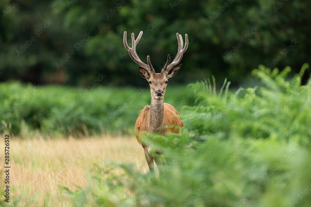 Fototapeta premium Red deer in richmond park