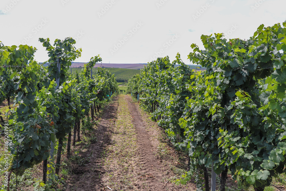 Moravian vineyards in summer and autumn harvest. Ripe grapes and green leafs.
