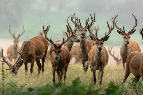 Red deer in richmond park