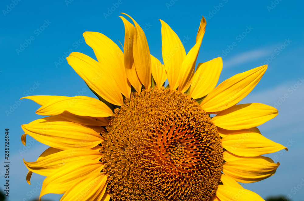Naklejka premium bright sunflowers on a large field on a sunny day