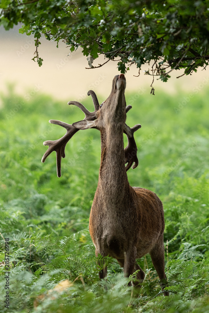 Red deer in richmond park