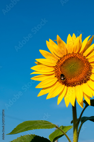 bright sunflowers on a large field on a sunny day