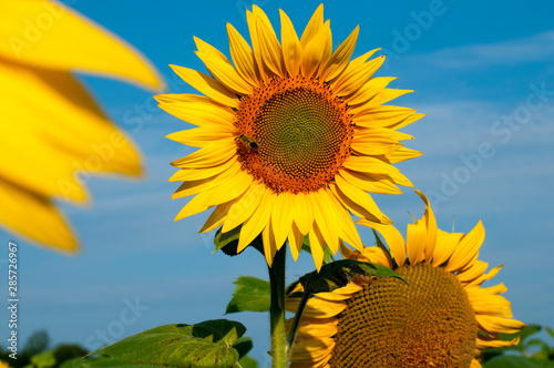 bright sunflowers on a large field on a sunny day