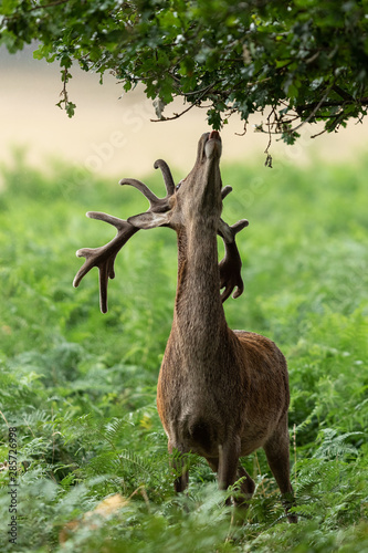 Obraz na płótnie Red deer in richmond park w salonie