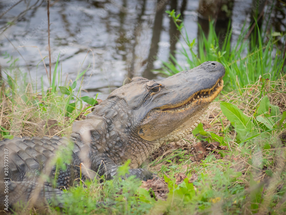 Fototapeta premium alligator on ground