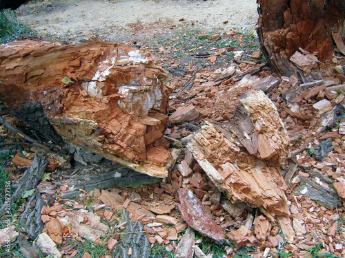 old tree fallen to the groun. Stock photo