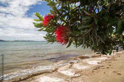 Algies Bay on Matakana coast near Snells Beach. Sunny day after a storm. Seaweed and debris washed up on shore. Pohutukawa tree in bloom in foreground. NZs Christmas tree. Bright red flowers. summer. photo