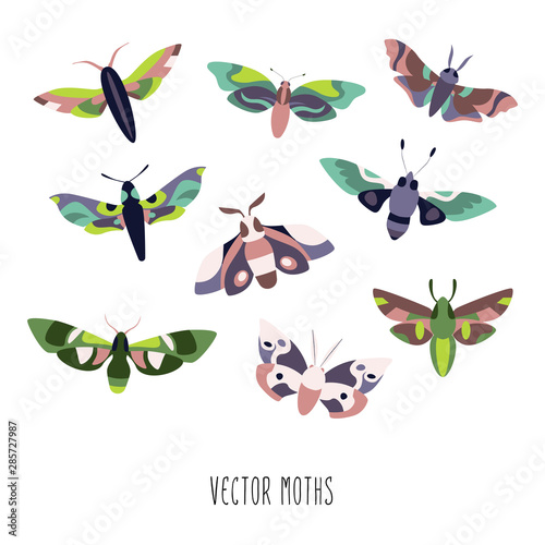 Moth Collection Vector Set