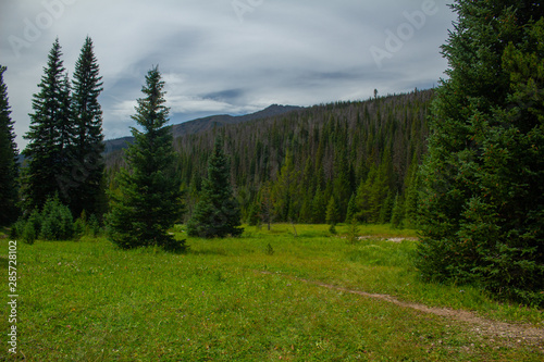 forest in mountains