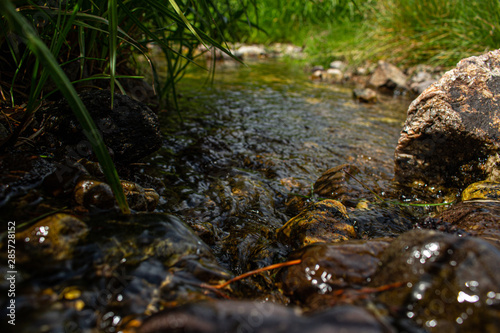 stream in forest
