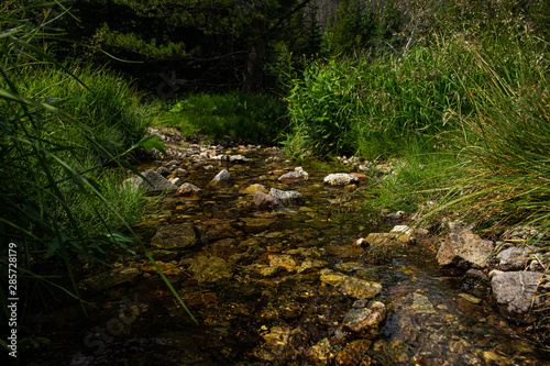 stream in forest