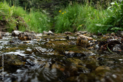stream in forest