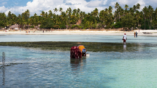 woman picking seaweed at the coast of zanzibar photo