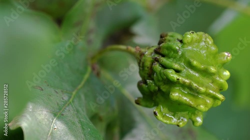 Unripe acorns oak on slight breeze-Knopper galls of eggs wasp (Andricus quercuscalicis) - (4K) photo