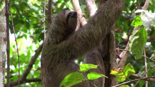 A sloth sits in a tree. photo