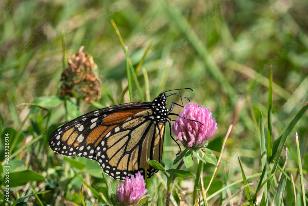 Fototapeta premium Monarch Butterfly Feeding on Red Clover Flower