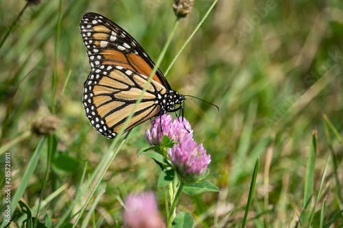 Monarch Butterfly Feeding on Red Clover Flower