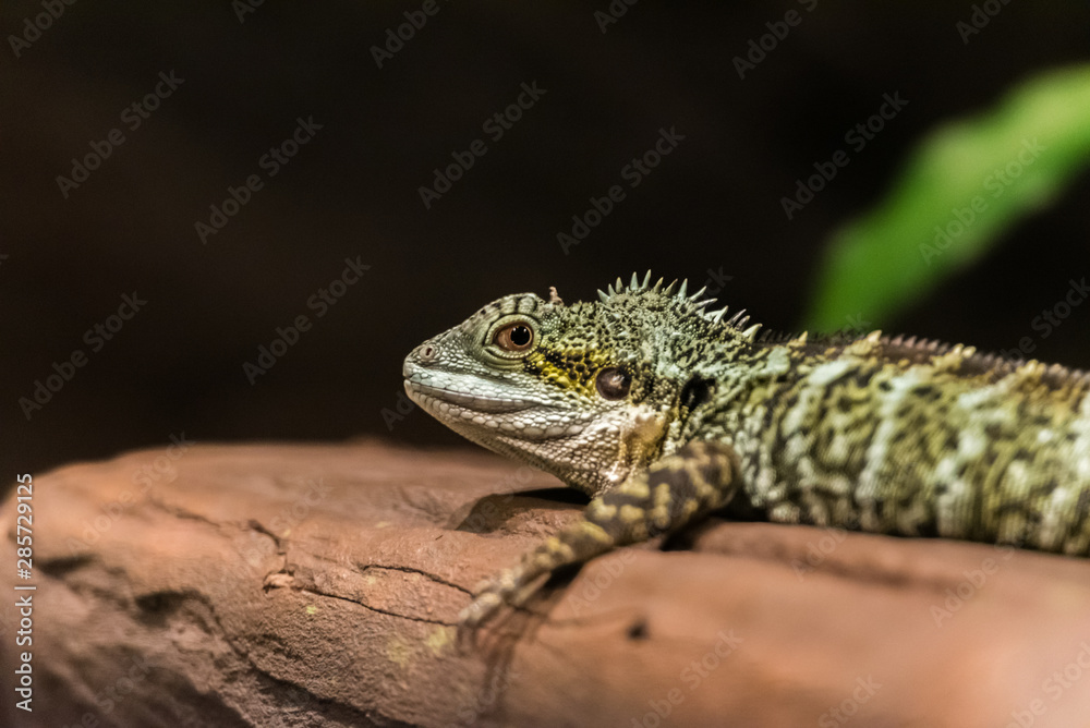 Fototapeta premium Lizard sitting on a log