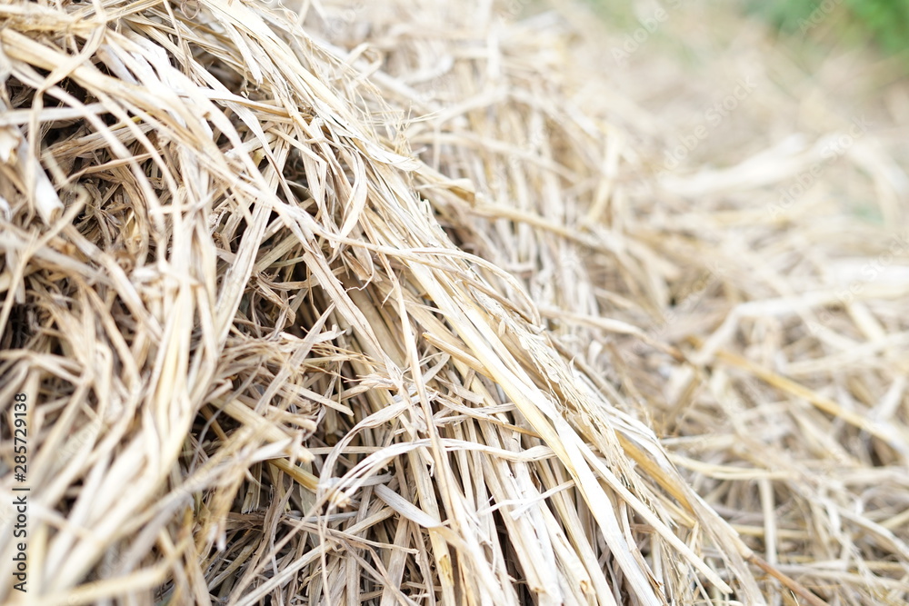 Bunch of thatch on rice field background photo Bunch of thatch on rice field background photo