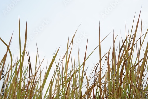 Dry brown wild long grass background image